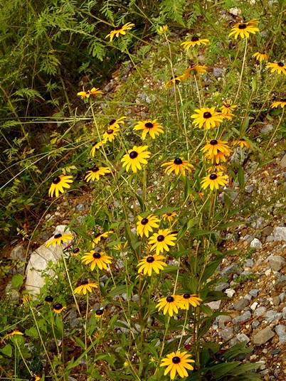 {Rudbeckia fulgida}